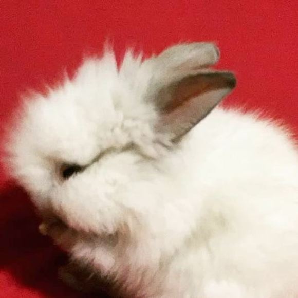 sudicky
